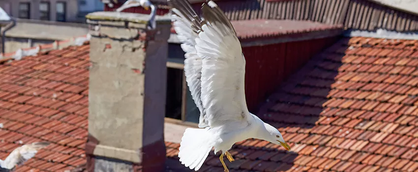 Residential Chimney Animal Removal Solution in Des Moines, IA