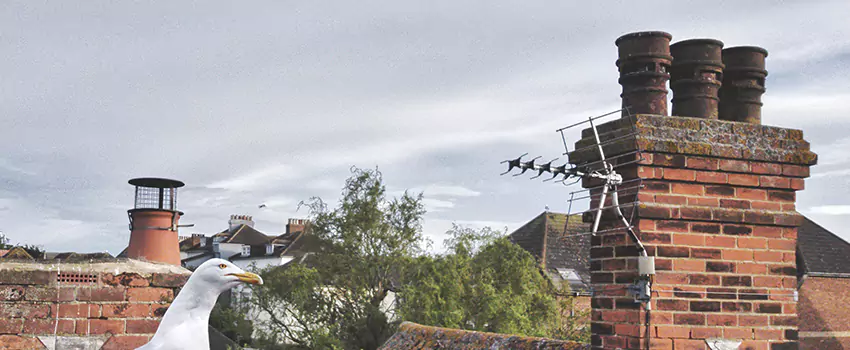 Chimney Cleaning And Restoration in Des Moines, Iowa